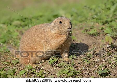Stock Photo - "Black-tailed prairie dog (Cynomys ludovicianus), native to North America, captive, Germany, Europe". Fotosearch