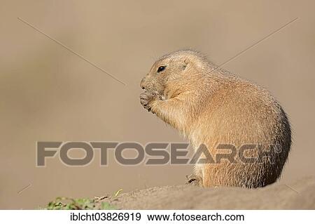 Stock Photo - "Black-tailed prairie dog (Cynomys ludovicianus), native to North America, captive, Germany, Europe". Fotosearch