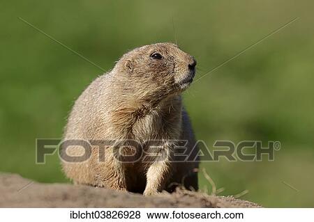 Stock Photo - "Black-tailed prairie dog (Cynomys ludovicianus), native to North America, captive, Germany, Europe". Fotosearch