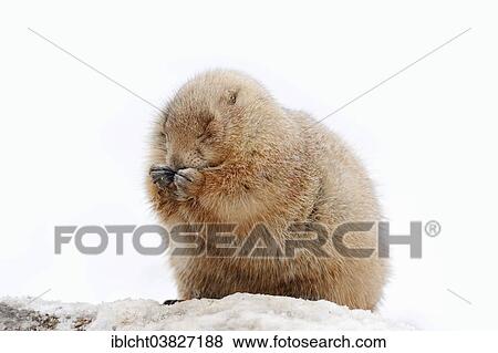 Stock Photo - "Black-tailed Prairie Dog (Cynomys ludovicianus) in the snow, native to North America, captive, Germany, Europe". Fotosearch