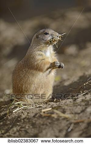 Stock Photo - "Black-tailed Prairie Dog (Cynomys ludovicianus) eating grass, North America". Fotosearch