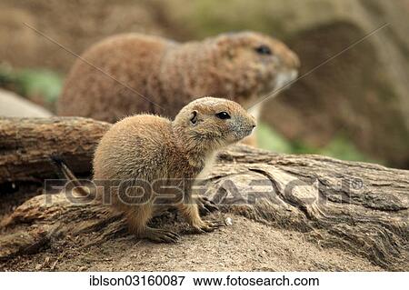 Stock Photo - "Black-tailed prairie dog (Cynomys ludovicianus), young, captive, Heidelberg, Baden-Wurttemberg, Germany, Europe". Fotosearch
