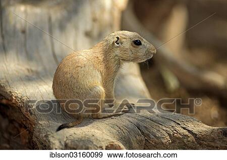 Stock Photo - "Black-tailed prairie dog (Cynomys ludovicianus), young, captive, Heidelberg, Baden-Wurttemberg, Germany, Europe". Fotosearch