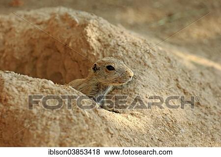 Stock Photo - "Black-tailed Prairie Dog (Cynomys ludovicianus), young at burrow, captive, Baden-Wurttemberg, Germany, Europe". Fotosearch