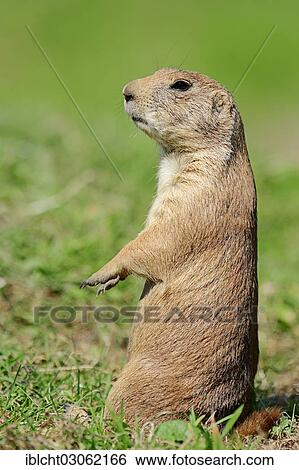 Stock Photograph - "Black-tailed Prairie Dog (Cynomys ludovicianus), native of North America, captive, Germany, Europe". Fotosearch