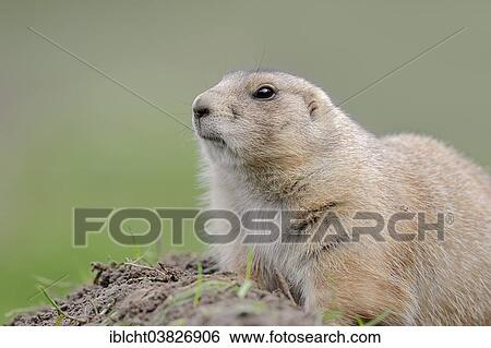 Stock Photograph - "Black-tailed prairie dog (Cynomys ludovicianus), native to North America, captive, Germany, Europe". Fotosearch
