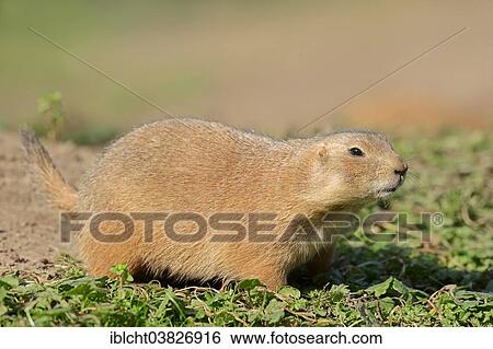 Stock Photograph - "Black-tailed prairie dog (Cynomys ludovicianus), native to North America, captive, Germany, Europe". Fotosearch