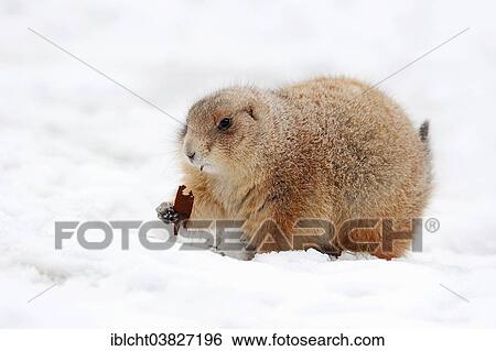 Stock Photograph - "Black-tailed Prairie Dog (Cynomys ludovicianus) in the snow, native to North America, captive, Germany, Europe". Fotosearch