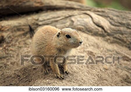 Stock Photograph - "Black-tailed prairie dog (Cynomys ludovicianus), young, captive, Heidelberg, Baden-Wurttemberg, Germany, Europe". Fotosearch