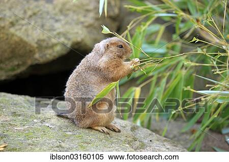 Stock Photography - "Black-tailed prairie dog (Cynomys ludovicianus) feeding, captive, Heidelberg, Baden-Wurttemberg, Germany, Europe". Fotosearch