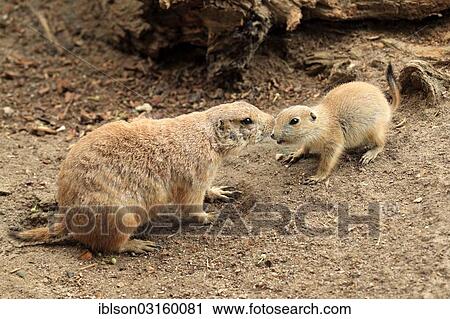 "Black-tailed prairie dogs (Cynomys ludovicianus), mother and young, social behaviour, captive, Heidelberg, Baden-Wurttemberg, Germany, Europe" View Large Photo Image Stock Image - "Black-tailed prairie dogs (Cynomys ludovicianus), mother and young, social behaviour, captive, Heidelberg, Baden-Wurttemberg, Germany, Europe". Fotosearch