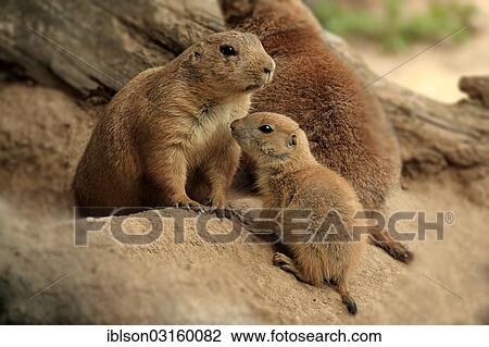 Stock Image - "Black-tailed prairie dogs (Cynomys ludovicianus), mother and young, social behaviour, captive, Heidelberg, Baden-Wurttemberg, Germany, Europe". Fotosearch