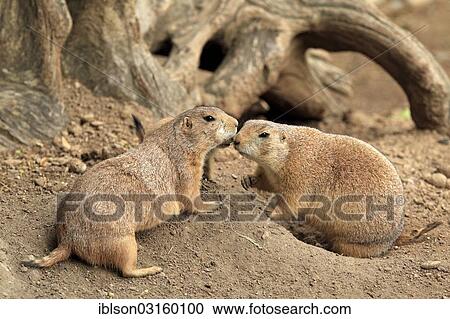 Stock Image - "Black-tailed prairie dogs (Cynomys ludovicianus), couple, social behavior, captive, Heidelberg, Baden-Wurttemberg, Germany, Europe". Fotosearch