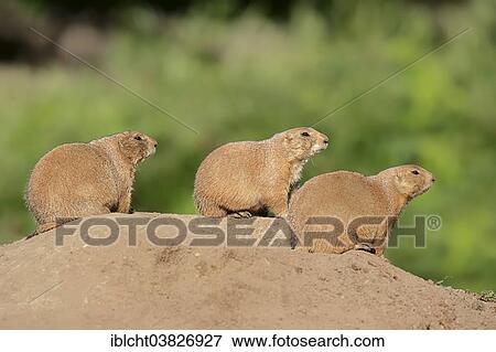 Stock Photo - "Black-tailed prairie dogs (Cynomys ludovicianus), group at the den, native to North America, captive, Germany, Europe". Fotosearch