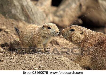 "Black-tailed prairie dogs (Cynomys ludovicianus), mother and young, social behaviour, captive, Heidelberg, Baden-Wurttemberg, Germany, Europe" View Large Photo Image Stock Photo - "Black-tailed prairie dogs (Cynomys ludovicianus), mother and young, social behaviour, captive, Heidelberg, Baden-Wurttemberg, Germany, Europe". Fotosearch