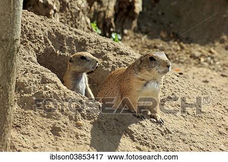 "Black-tailed Prairie Dogs (Cynomys ludovicianus), adult with young, at burrow, captive, Baden-Wurttemberg, Germany, Europe" View Large Photo Image Stock Photo - "Black-tailed Prairie Dogs (Cynomys ludovicianus), adult with young, at burrow, captive, Baden-Wurttemberg, Germany, Europe". Fotosearch
