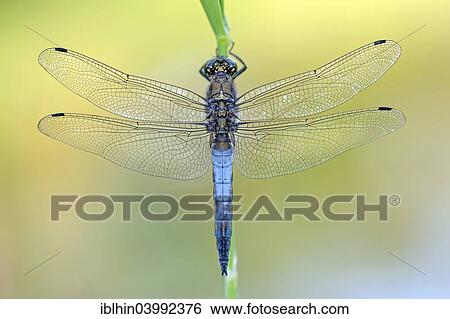 "Black-tailed Skimmer (Orthetrum cancellatum), male, middle Elbe, Saxony-Anhalt, Germany, Europe" View Large Photo Image Stock Photograph - "Black-tailed Skimmer (Orthetrum cancellatum), male, middle Elbe, Saxony-Anhalt, Germany, Europe". Fotosearch