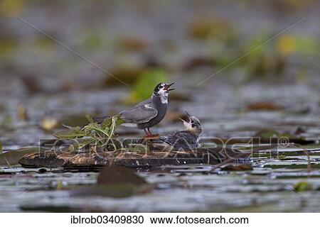 "Black Tern (Chlidonias niger), adult bird feeding a chick on an artificial nest platform, Berlin, Germany, Europe" View Large Photo Image Stock Image - "Black Tern (Chlidonias niger), adult bird feeding a chick on an artificial nest platform, Berlin, Germany, Europe". Fotosearch