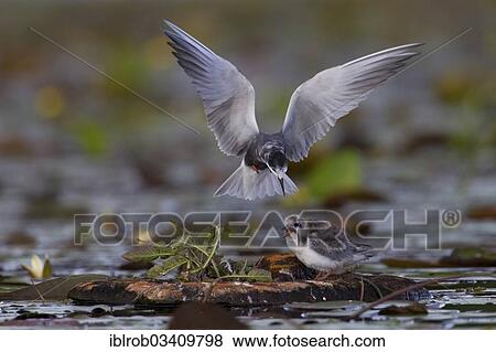 "Black Tern (Chlidonias niger), adult bird feeding a chick on an artificial nest platform, Berlin, Germany, Europe" View Large Photo Image Stock Photo - "Black Tern (Chlidonias niger), adult bird feeding a chick on an artificial nest platform, Berlin, Germany, Europe". Fotosearch
