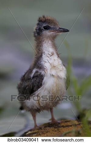 "Black Tern (Chlidonias niger), chick, Berlin, Germany, Europe" View Large Photo Image Stock Image - "Black Tern (Chlidonias niger), chick, Berlin, Germany, Europe". Fotosearch