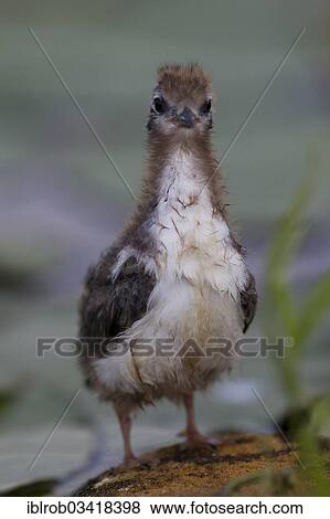 Stock Photo - "Black Tern (Chlidonias niger), chick, Berlin, Germany, Europe". Fotosearch