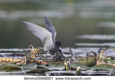 Stock Image - "Black Tern (Chlidonias niger), copula, mating, on the Trebel River, Demmin, Mecklenburg-Western Pomerania, Germany, Europe". Fotosearch