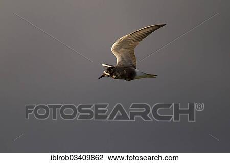 "Black Tern (Chlidonias niger) in flight, Berlin, Germany, Europe" View Large Photo Image Stock Image - "Black Tern (Chlidonias niger) in flight, Berlin, Germany, Europe". Fotosearch