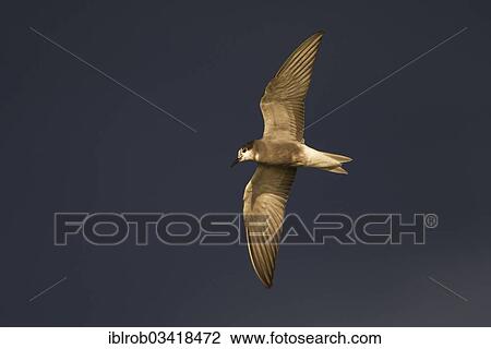 Stock Image - "Black Tern (Chlidonias niger) in flight, Berlin, Germany, Europe". Fotosearch