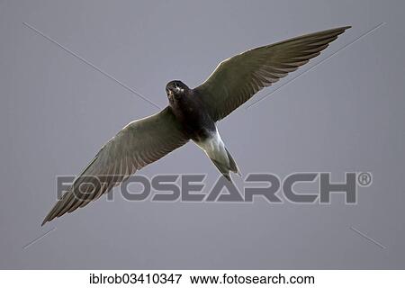 "Black Tern (Chlidonias niger) in flight, Berlin, Germany, Europe" View Large Photo Image Stock Photo - "Black Tern (Chlidonias niger) in flight, Berlin, Germany, Europe". Fotosearch
