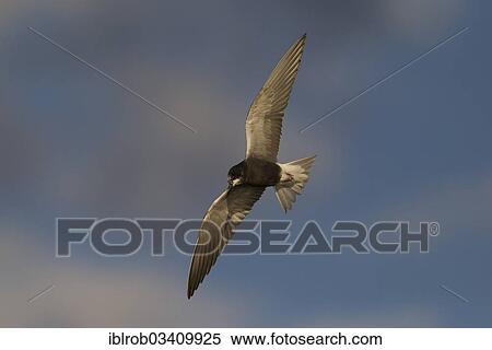 "Black Tern (Chlidonias niger) in flight, Berlin, Germany, Europe" View Large Photo Image Stock Photography - "Black Tern (Chlidonias niger) in flight, Berlin, Germany, Europe". Fotosearch