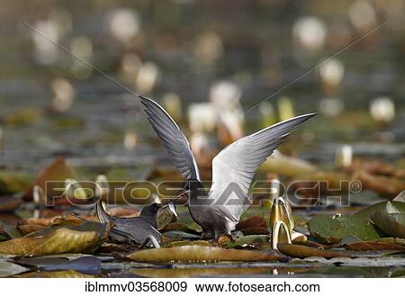"Black Tern (Chlidonias niger), courtship feeding, bridal gift by a male on the Trebel River, Demmin, Mecklenburg-Western Pomerania, Germany, Europe" View Large Photo Image Stock Photo - "Black Tern (Chlidonias niger), courtship feeding, bridal gift by a male on the Trebel River, Demmin, Mecklenburg-Western Pomerania, Germany, Europe". Fotosearch