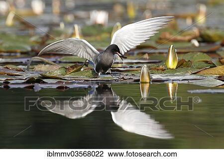 "Black Tern (Chlidonias niger), with its reflection in water, looking for nesting material on the Trebel River, Demmin, Mecklenburg-Western Pomerania, Germany, Europe" View Large Photo Image Stock Image - "Black Tern (Chlidonias niger), with its reflection in water, looking for nesting material on the Trebel River, Demmin, Mecklenburg-Western Pomerania, Germany, Europe". Fotosearch