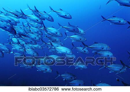 "Black-throated Blue Trevally, Bar Jack or Blue-striped Cavalla (Caranx ruber), Raja Ampat, West Papua, Indonesia, Asia" View Large Photo Image Stock Photograph - "Black-throated Blue Trevally, Bar Jack or Blue-striped Cavalla (Caranx ruber), Raja Ampat, West Papua, Indonesia, Asia". Fotosearch