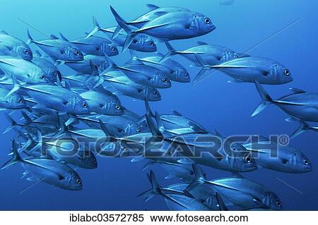 "Black-throated Blue Trevally, Bar Jack or Blue-striped Cavalla (Caranx ruber), Raja Ampat, West Papua, Indonesia, Asia" View Large Photo Image Stock Photography - "Black-throated Blue Trevally, Bar Jack or Blue-striped Cavalla (Caranx ruber), Raja Ampat, West Papua, Indonesia, Asia". Fotosearch