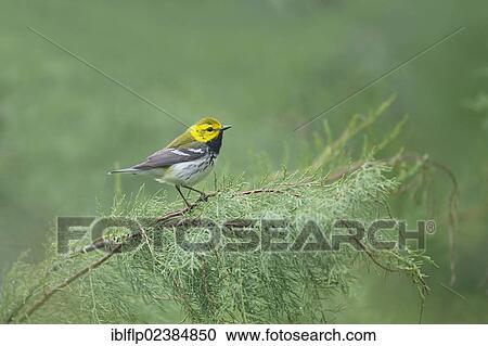"Black-throated Green Warbler (Dendroica virens), adult male, perched on branch, Quintana, Brazoria County, Texas, United States, North America" View Large Photo Image Stock Image - "Black-throated Green Warbler (Dendroica virens), adult male, perched on branch, Quintana, Brazoria County, Texas, United States, North America". Fotosearch