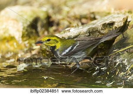 "Black-throated Green Warbler (Dendroica virens), adult female, drinking, South Padre Island, Texas, United States, North America" View Large Photo Image Stock Image - "Black-throated Green Warbler (Dendroica virens), adult female, drinking, South Padre Island, Texas, United States, North America". Fotosearch