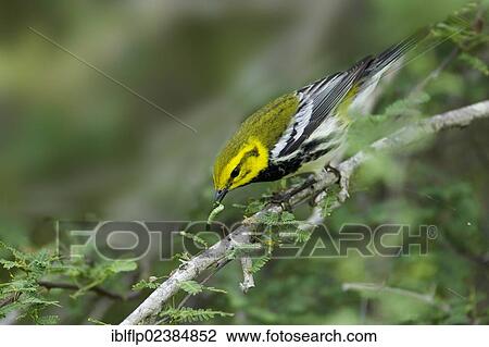 "Black-throated Green Warbler (Dendroica virens), adult male, with caterpillar in beak, South Padre Island, Texas, United States, North America" View Large Photo Image Stock Image - "Black-throated Green Warbler (Dendroica virens), adult male, with caterpillar in beak, South Padre Island, Texas, United States, North America". Fotosearch