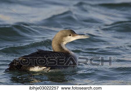 "Black-throated Loon (Gavia arctica), non-breeding plumage, Texel, The Netherlands, Europe" View Large Photo Image Stock Photo - "Black-throated Loon (Gavia arctica), non-breeding plumage, Texel, The Netherlands, Europe". Fotosearch