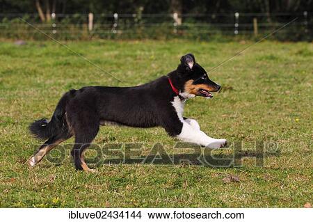 "Black Tri Australian Shepherd puppy, male, running across a meadow" View Large Photo Image Picture - "Black Tri Australian Shepherd puppy, male, running across a meadow". Fotosearch