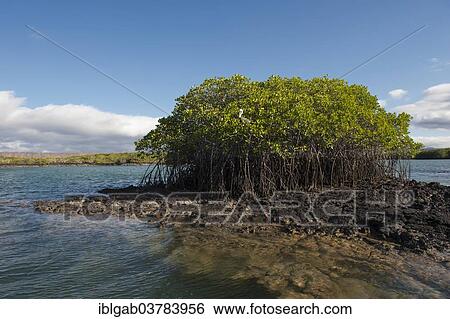 "Black Turtle Bay, Santa Cruz Island, Galapagos Islands, Unesco World Heritage Site, Ecuador, South America" View Large Photo Image Stock Photograph - "Black Turtle Bay, Santa Cruz Island, Galapagos Islands, Unesco World Heritage Site, Ecuador, South America". Fotosearch