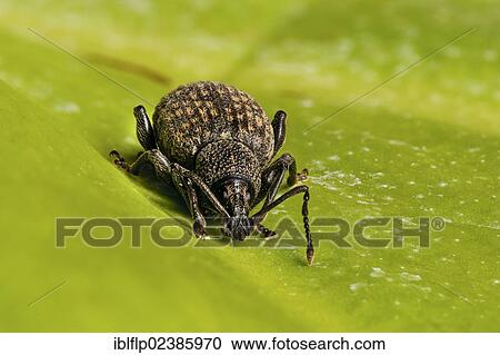 "Black Vine Weevil (Otiorhynchus sulcatus), adult, resting on leaf, Belvedere, Bexley, Kent, England, United Kingdom, Europe" View Large Photo Image Stock Image - "Black Vine Weevil (Otiorhynchus sulcatus), adult, resting on leaf, Belvedere, Bexley, Kent, England, United Kingdom, Europe". Fotosearch
