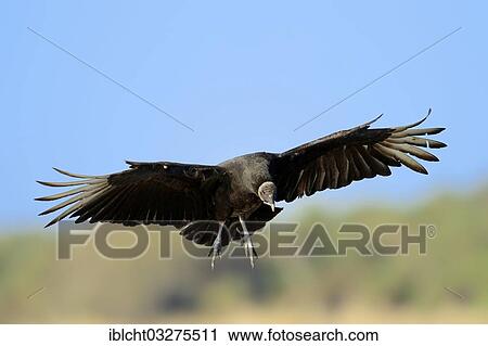 Stock Image - "Black Vulture (Coragyps atratus) in flight, Myakka River State Park, Florida, United States, North America". Fotosearch
