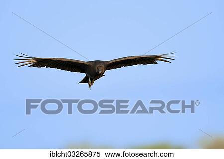 "Black Vulture (Coragyps atratus) in flight, Florida, United States, North America" View Large Photo Image Stock Photography - "Black Vulture (Coragyps atratus) in flight, Florida, United States, North America". Fotosearch