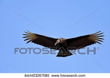 "Black Vulture (Coragyps atratus) in flight, Florida, United States, North America" View Large Photo Image Stock Photography - "Black Vulture (Coragyps atratus) in flight, Florida, United States, North America". Fotosearch