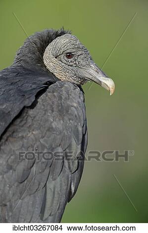 "Black Vulture (Coragyps atratus), Florida, United States, North America" View Large Photo Image Picture - "Black Vulture (Coragyps atratus), Florida, United States, North America". Fotosearch