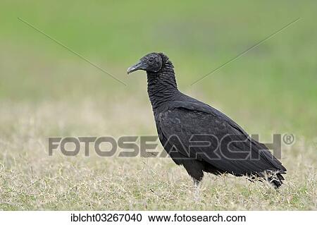 Stock Image - "Black Vulture (Coragyps atratus), Florida, United States, North America". Fotosearch