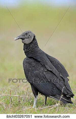 "Black Vulture (Coragyps atratus), Florida, United States, North America" View Large Photo Image Stock Image - "Black Vulture (Coragyps atratus), Florida, United States, North America". Fotosearch