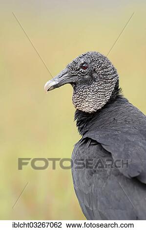 "Black Vulture (Coragyps atratus), Florida, United States, North America" View Large Photo Image Stock Image - "Black Vulture (Coragyps atratus), Florida, United States, North America". Fotosearch