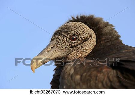 "Black Vulture (Coragyps atratus), portrait, Florida, United States, North America" View Large Photo Image Stock Image - "Black Vulture (Coragyps atratus), portrait, Florida, United States, North America". Fotosearch