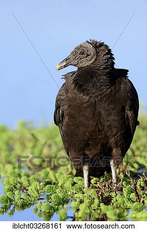 "Black Vulture (Coragyps atratus), Myakka River State Park, Florida, United States, North America" View Large Photo Image Stock Image - "Black Vulture (Coragyps atratus), Myakka River State Park, Florida, United States, North America". Fotosearch